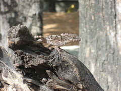 Anolis cybotes