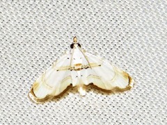 Trichophysetis whitei