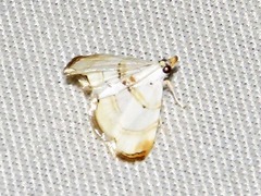 Trichophysetis whitei