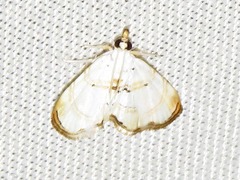 Trichophysetis whitei