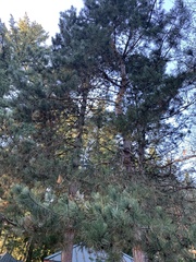 Pinus