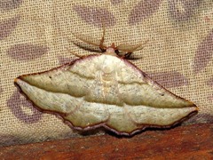 Drepanogynis admiranda