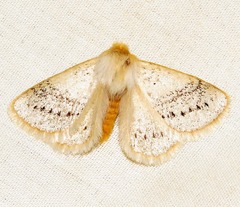 Phiala marshalli