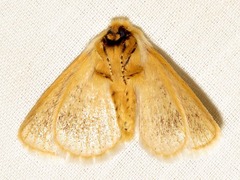 Phiala marshalli