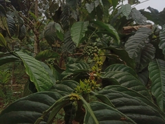 Coffea canephora
