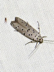 Ethmia circumdatella