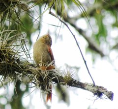 Cranioleuca subcristata