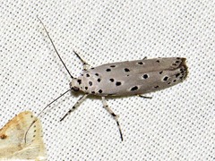 Ethmia circumdatella