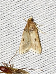 Loryma basalis