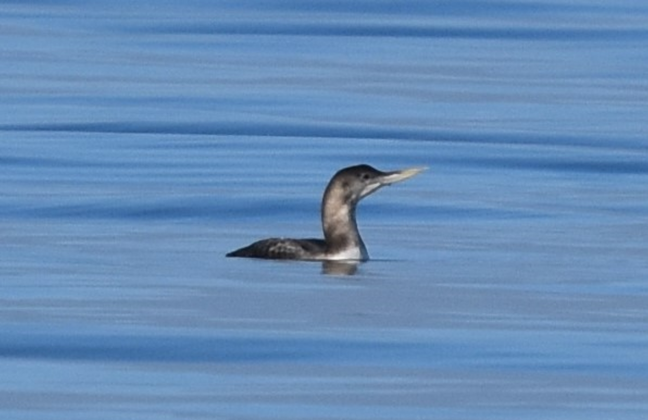 Yellow-billed Loon