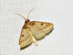 Loryma basalis