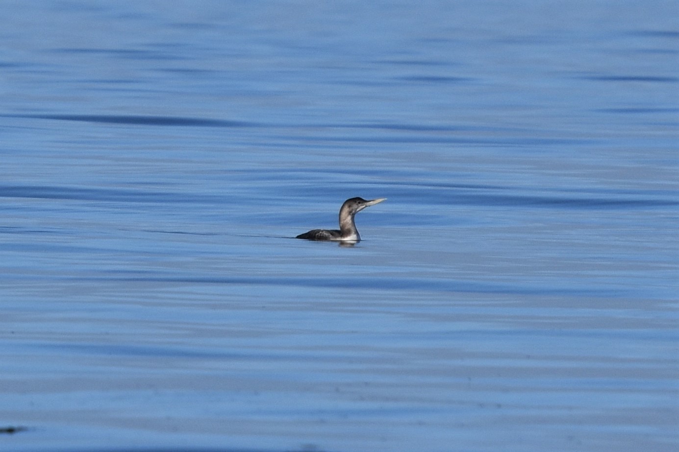 Yellow-billed Loon