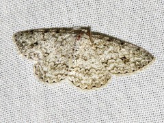 Ascotis reciprocaria