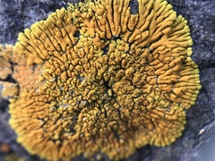 Polycauliona verruculifera