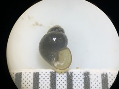 Pyrgulopsis marcida