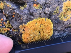 Polycauliona verruculifera