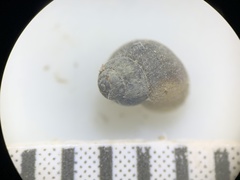 Pyrgulopsis marcida
