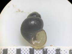 Pyrgulopsis marcida