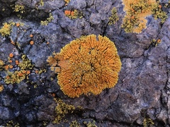 Polycauliona verruculifera