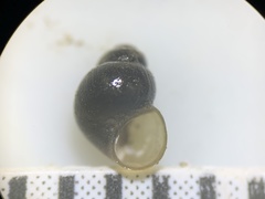 Pyrgulopsis marcida