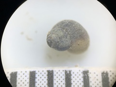 Pyrgulopsis marcida