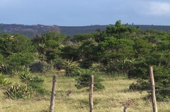 Aloe ferox