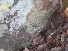 Corasoides australis