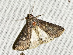 Condica capensis