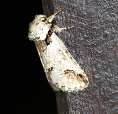 Antithemerastis acrobela