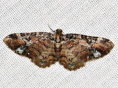 Melanthia ustiplaga