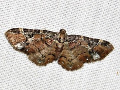 Melanthia ustiplaga