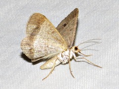 Isturgia deerraria