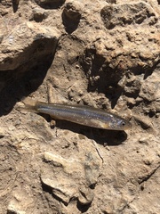 Hybognathus placitus