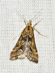 Diasemia disjectalis