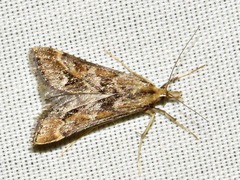 Diasemia disjectalis