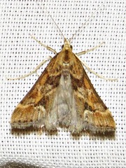 Diasemia disjectalis