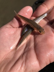 Hybognathus placitus