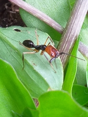 Odontomachus erythrocephalus