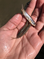 Hybognathus placitus