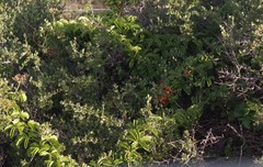 Cyphostemma quinatum