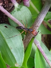 Odontomachus erythrocephalus