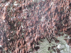 Ropalidia plebeiana