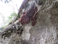 Ropalidia plebeiana