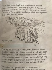Ropalidia plebeiana