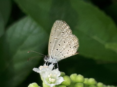 Zizula hylax pygmaea