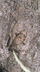 Pseudopaludicola falcipes