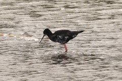 Himantopus novaezelandiae