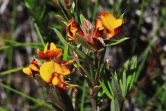 Pultenaea myrtoides