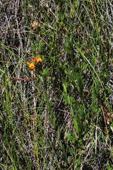 Pultenaea myrtoides