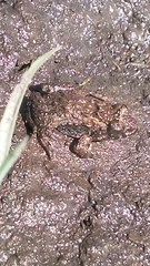 Pseudopaludicola falcipes